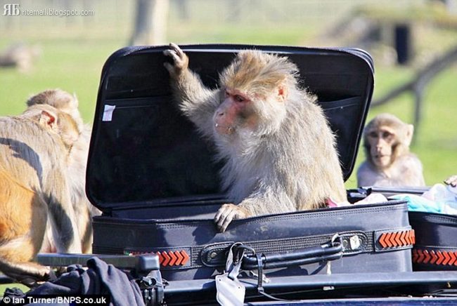 Dont Left the Car in a Safari Park