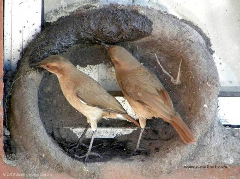 Natural Builder Hats of to Them