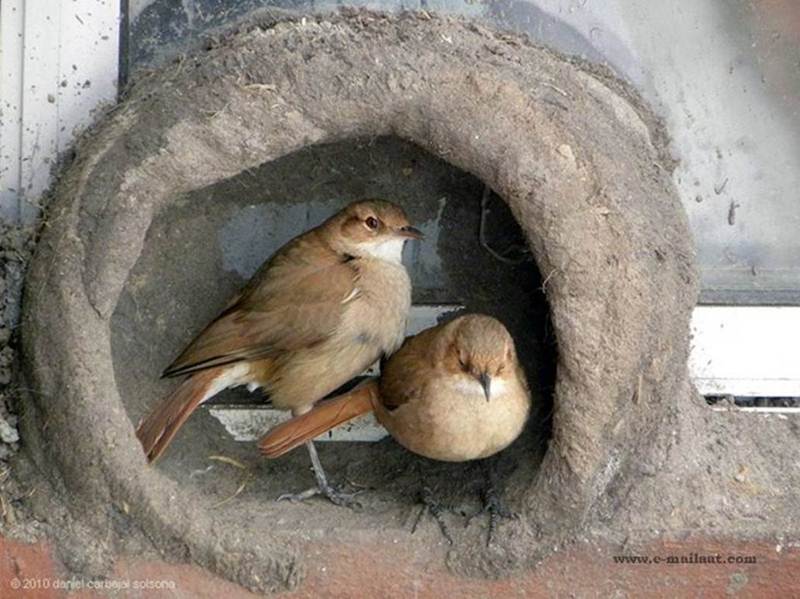 Natural Builder Hats of to Them