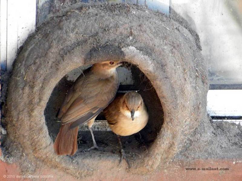 Natural Builder Hats of to Them