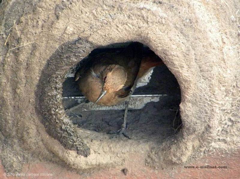 Natural Builder Hats of to Them