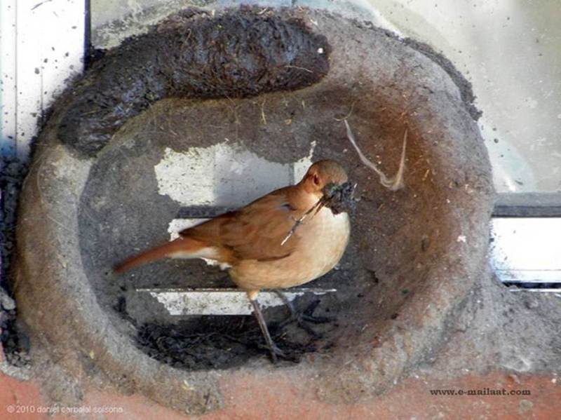 Natural Builder Hats of to Them