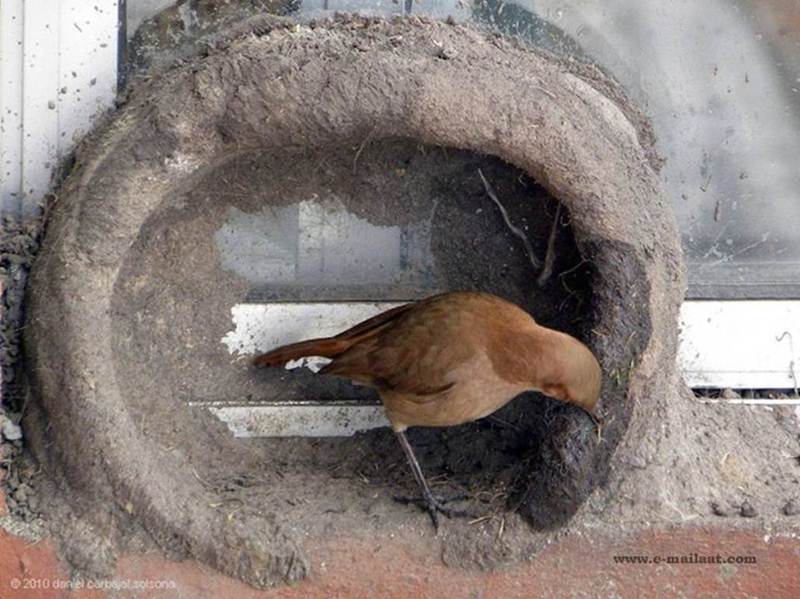 Natural Builder Hats of to Them