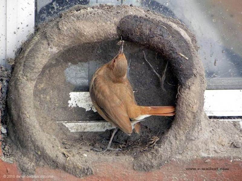 Natural Builder Hats of to Them