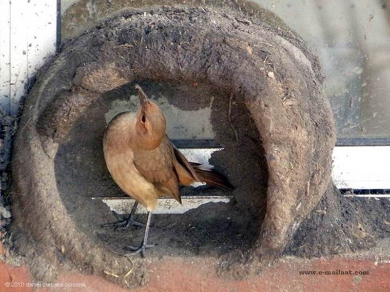 Natural Builder Hats of to Them
