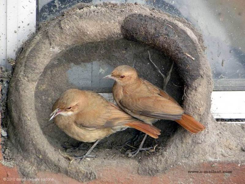 Natural Builder Hats of to Them