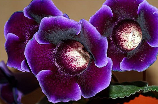 Amazing Purple Flowers Photography