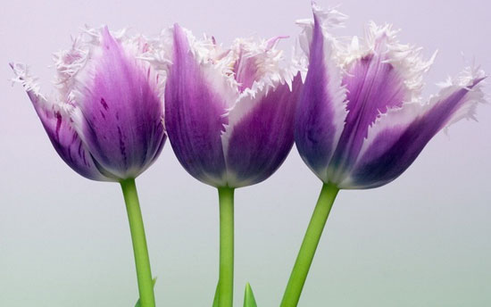Amazing Purple Flowers Photography