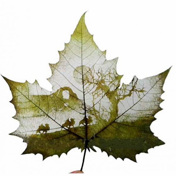 Animations on the Leaf