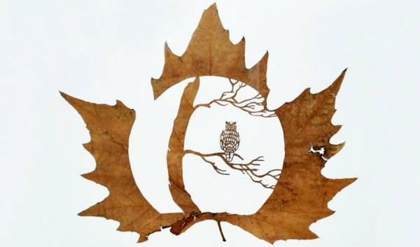 Animations on the Leaf