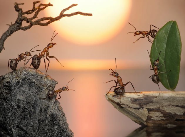 Fantastic Ants