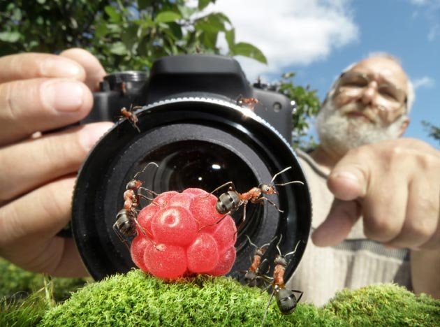 Fantastic Ants