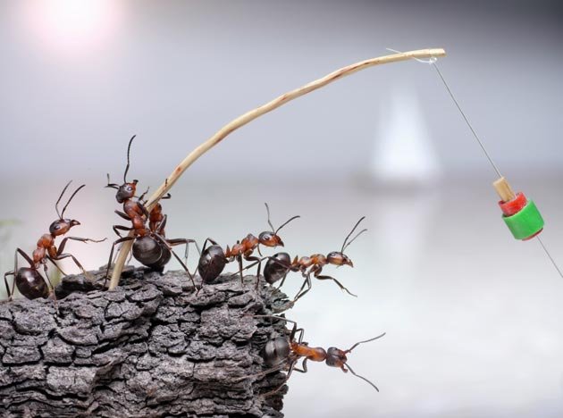 Fantastic Ants