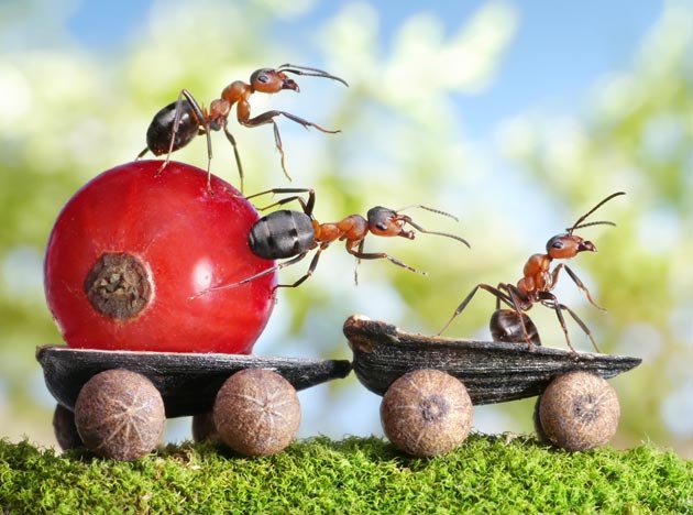 Fantastic Ants