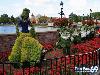 Collection Of Creative Gardens