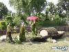 Collection Of Creative Gardens