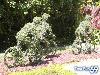 Collection Of Creative Gardens