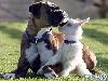 Dog adopts baby goat