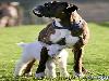 Dog adopts baby goat