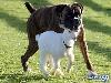 Dog adopts baby goat
