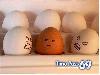 Funny Eggs - Funny Eggs Pictures, Funny Eggs Sayings, Funny Eggs Jokes