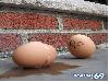 Funny Eggs - Funny Eggs Pictures, Funny Eggs Sayings, Funny Eggs Jokes