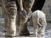 Funny Animals - Funny Animals Pics, Funny Animals Wallpapers & Ringtones