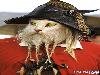 Funny Animals - Funny Animals Pics, Funny Animals Wallpapers & Ringtones