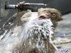 Funny Animals - Funny Animals Video, Funny Animals Jokes