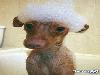 Funny Animals - Funny Animals Pics, Funny Animals Wallpapers & Ringtones