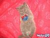 Funny Animals - Funny Animals Pics, Funny Animals Wallpapers & Ringtones