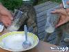 Funny Animals - Funny Animals Pics, Funny Animals Wallpapers & Ringtones
