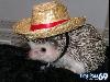 Funny Animals - Funny Animals Pics, Funny Animals Wallpapers & Ringtones