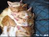 Funny Animals - Funny Animals Pics, Funny Animals Wallpapers & Ringtones