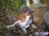 Funny Animals - Funny Animals Pics, Funny Animals Wallpapers & Ringtones