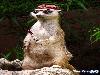 Funny Animals - Funny Animals Pics, Funny Animals Wallpapers & Ringtones