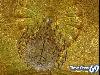 Golden Temple Amritsar