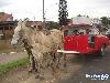 Horse Car