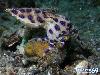 Most Poisonous Animals In The World