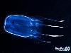 Most Poisonous Animals In The World