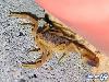 Most Poisonous Animals In The World