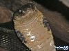 Most Poisonous Animals In The World