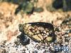 Most Poisonous Animals In The World