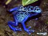 Most Poisonous Animals In The World