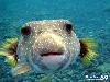 Most Poisonous Animals In The World