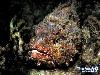 Most Poisonous Animals In The World