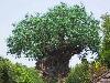 A Mysterious Tree In India