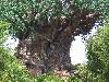 A Mysterious Tree In India