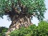 A Mysterious Tree In India