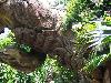 A Mysterious Tree In India